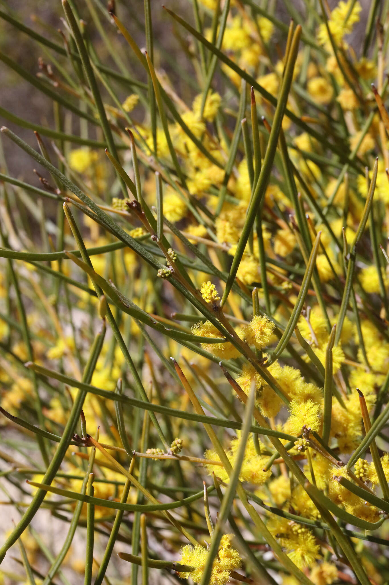 Image of Acacia granitica Maiden