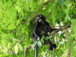 Image of Dusky Langur