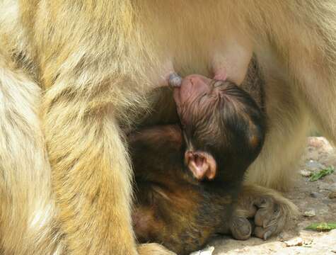 Image of Barbary Ape