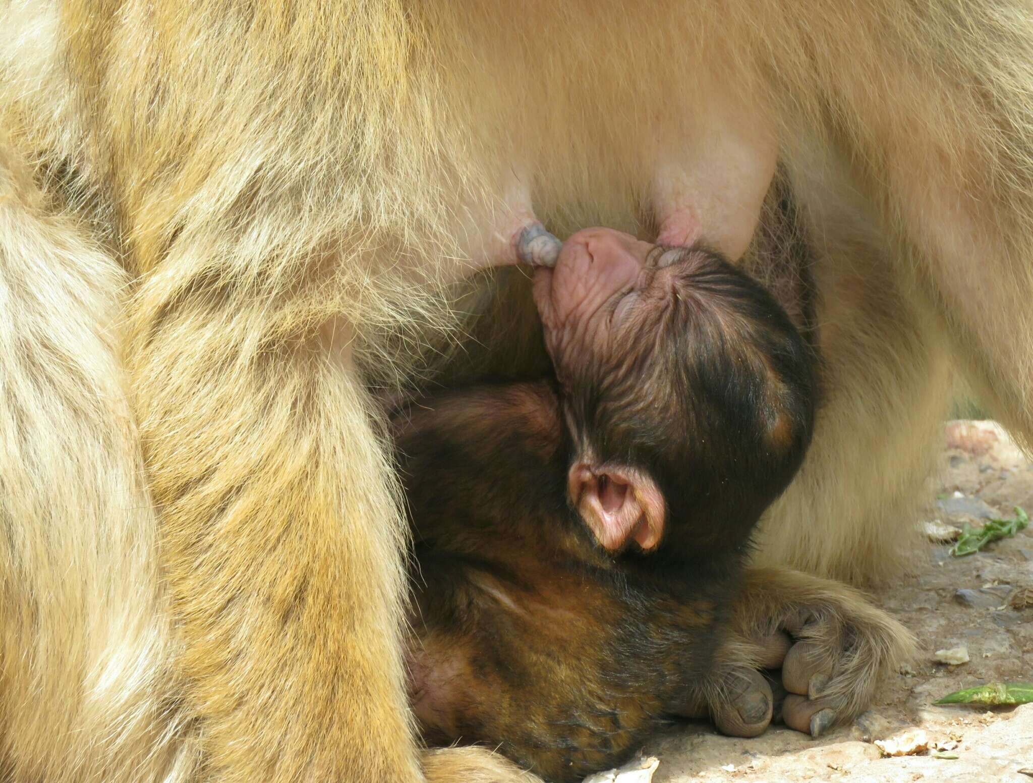 Image of Barbary Ape