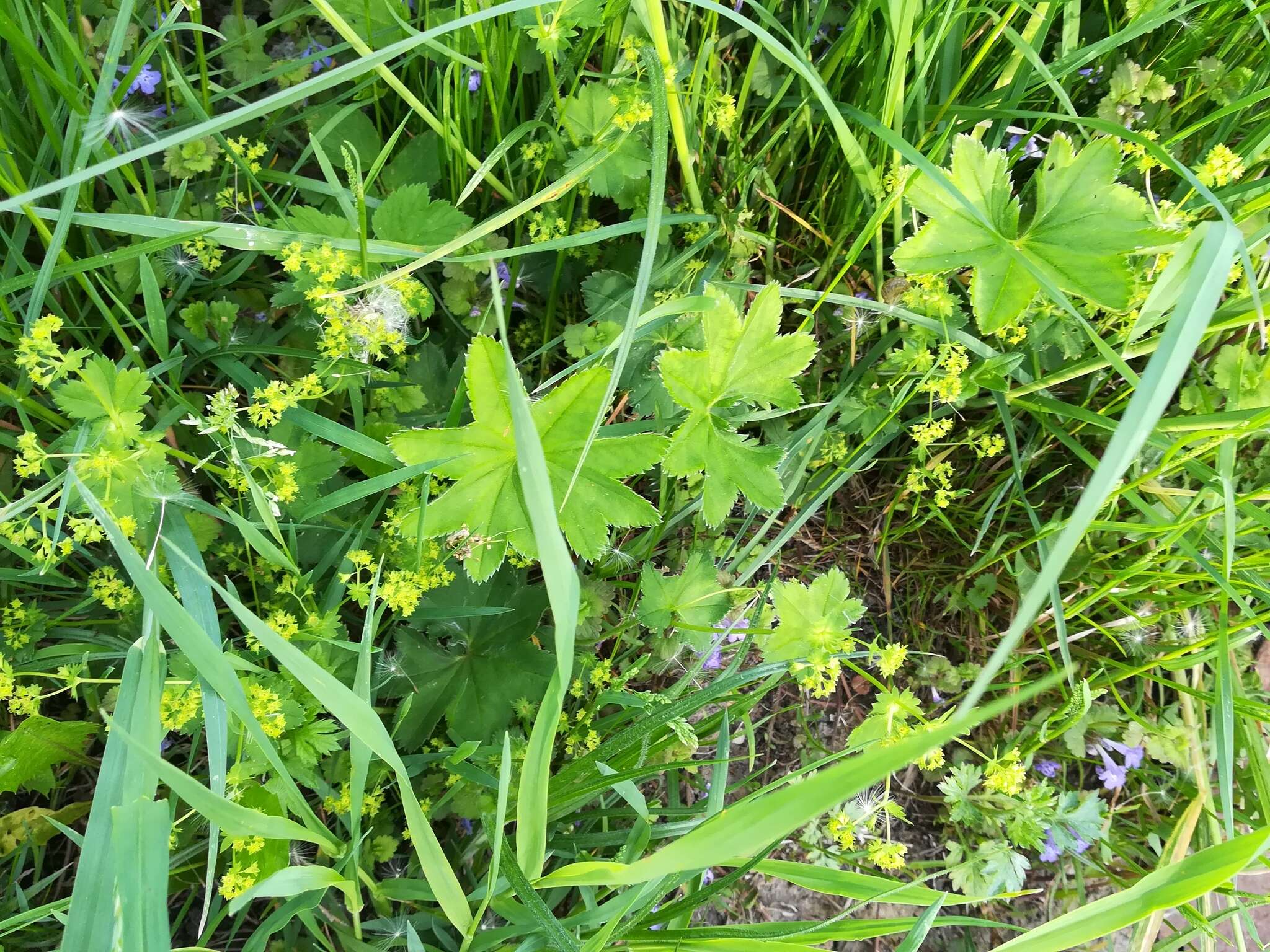 Image of broadtooth lady's mantle