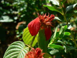 Image of red mussaenda