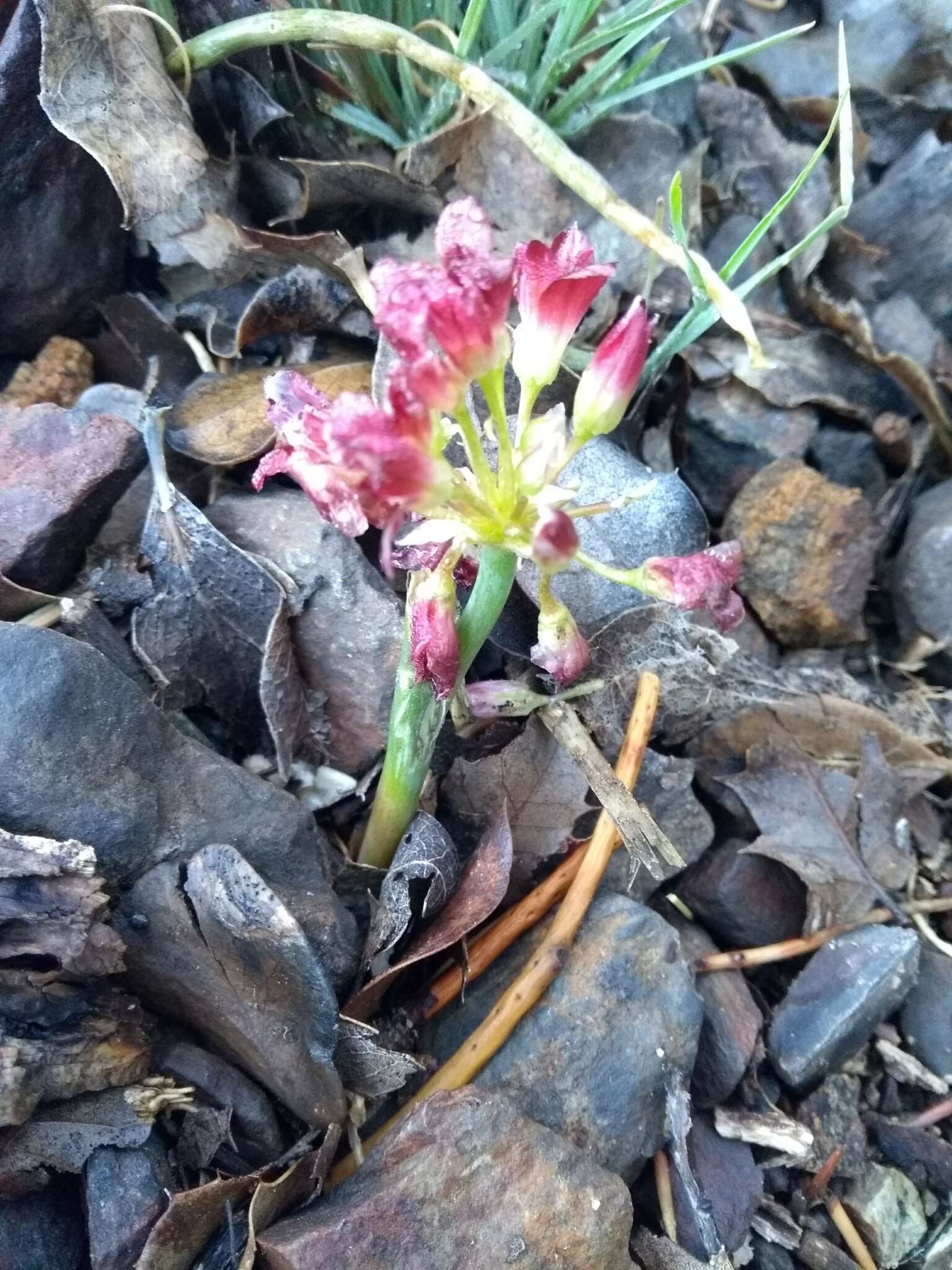 Image of Spanish Needle onion