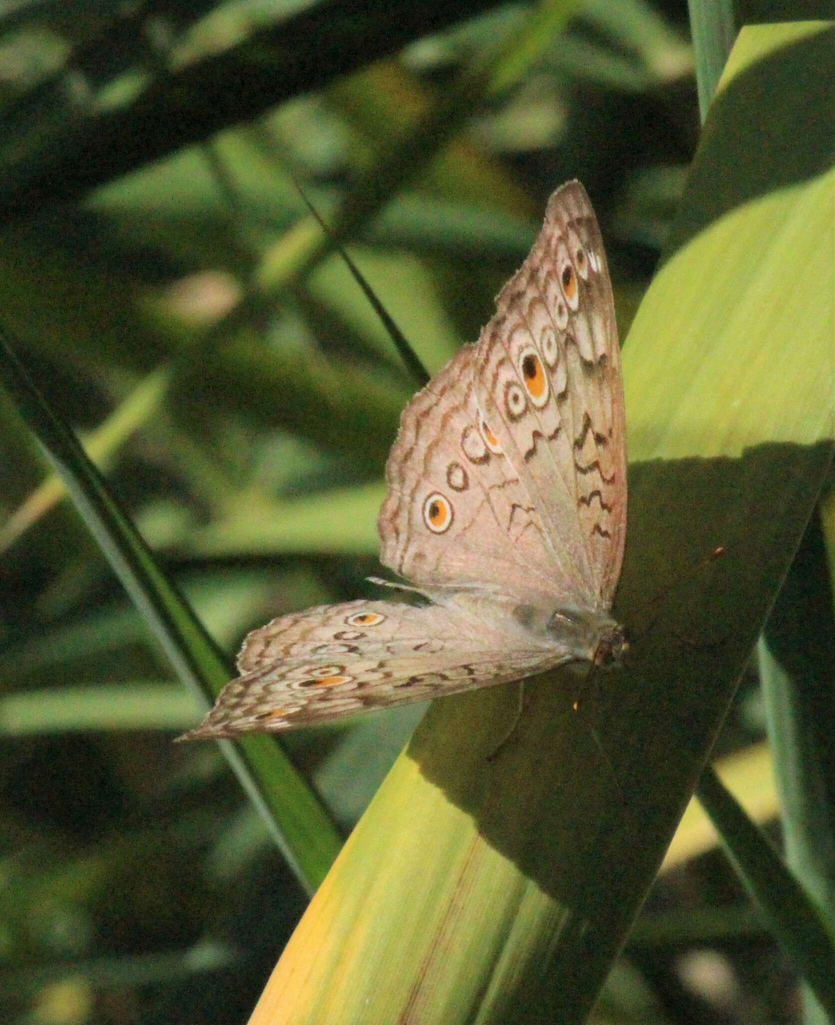 Image of Grey Pansy Butterfly