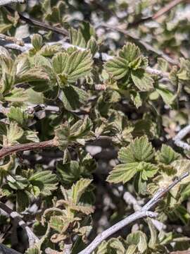 Image de Holodiscus discolor var. microphyllus (Rydb.) Jeps.