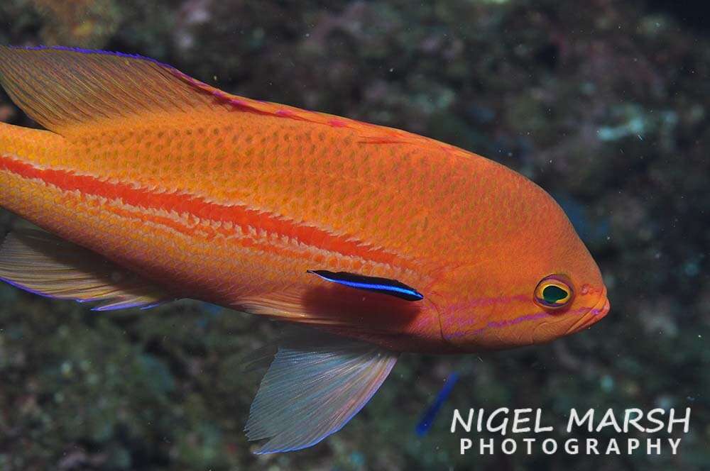 Image of One-stripe anthias