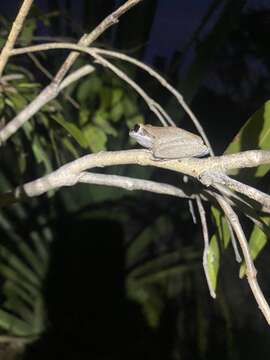 Image of Masked Frog