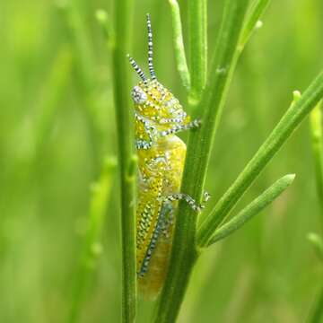 Poecilotettix的圖片