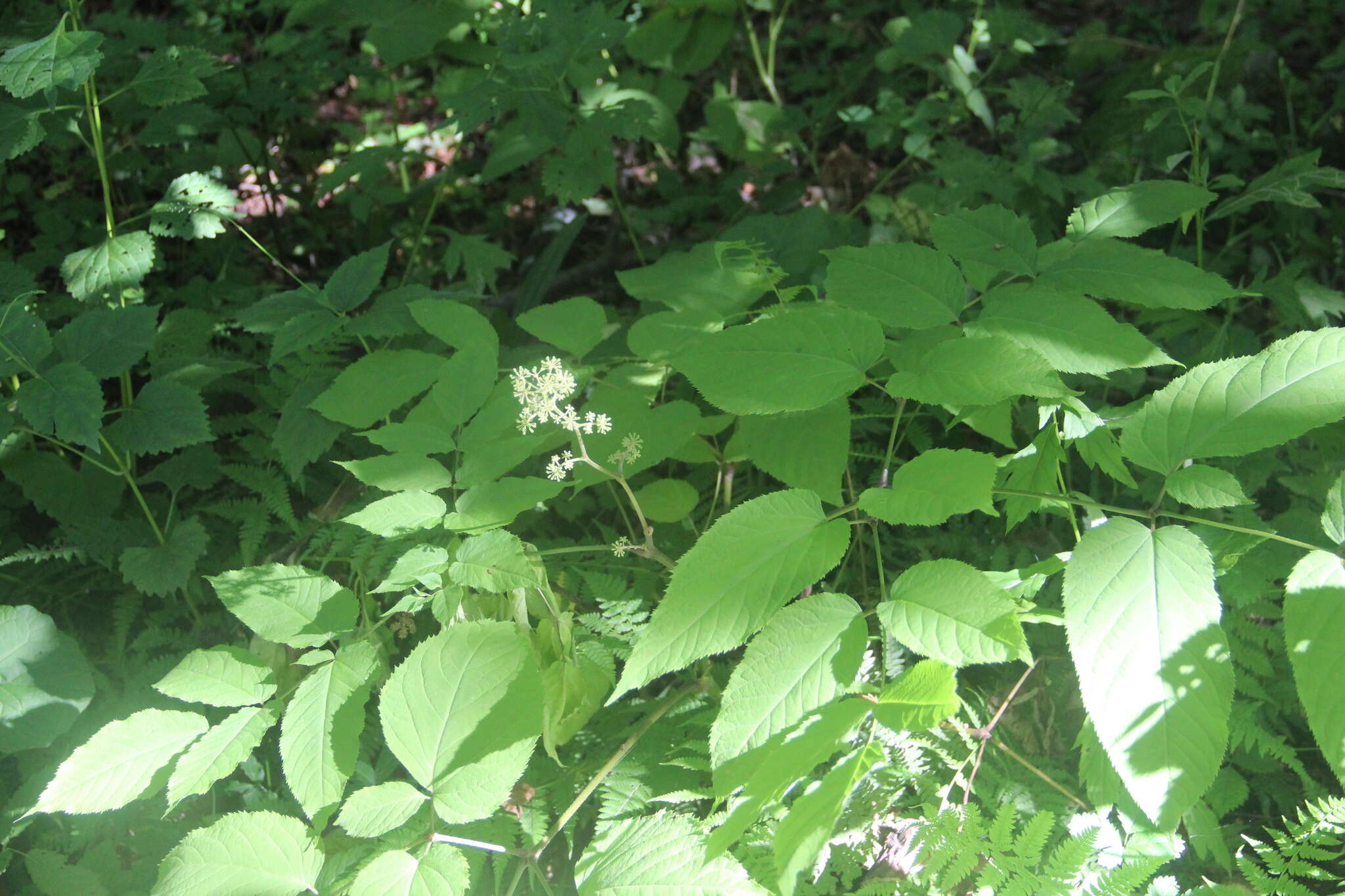 Image de Aralia continentalis Kitag.