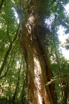 Image of northern rata