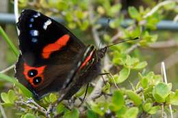 Image of Vanessa gonerilla gonerilla