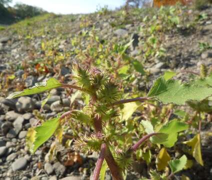 Image of Xanthium orientale subsp. californicum (Greene) Greuter