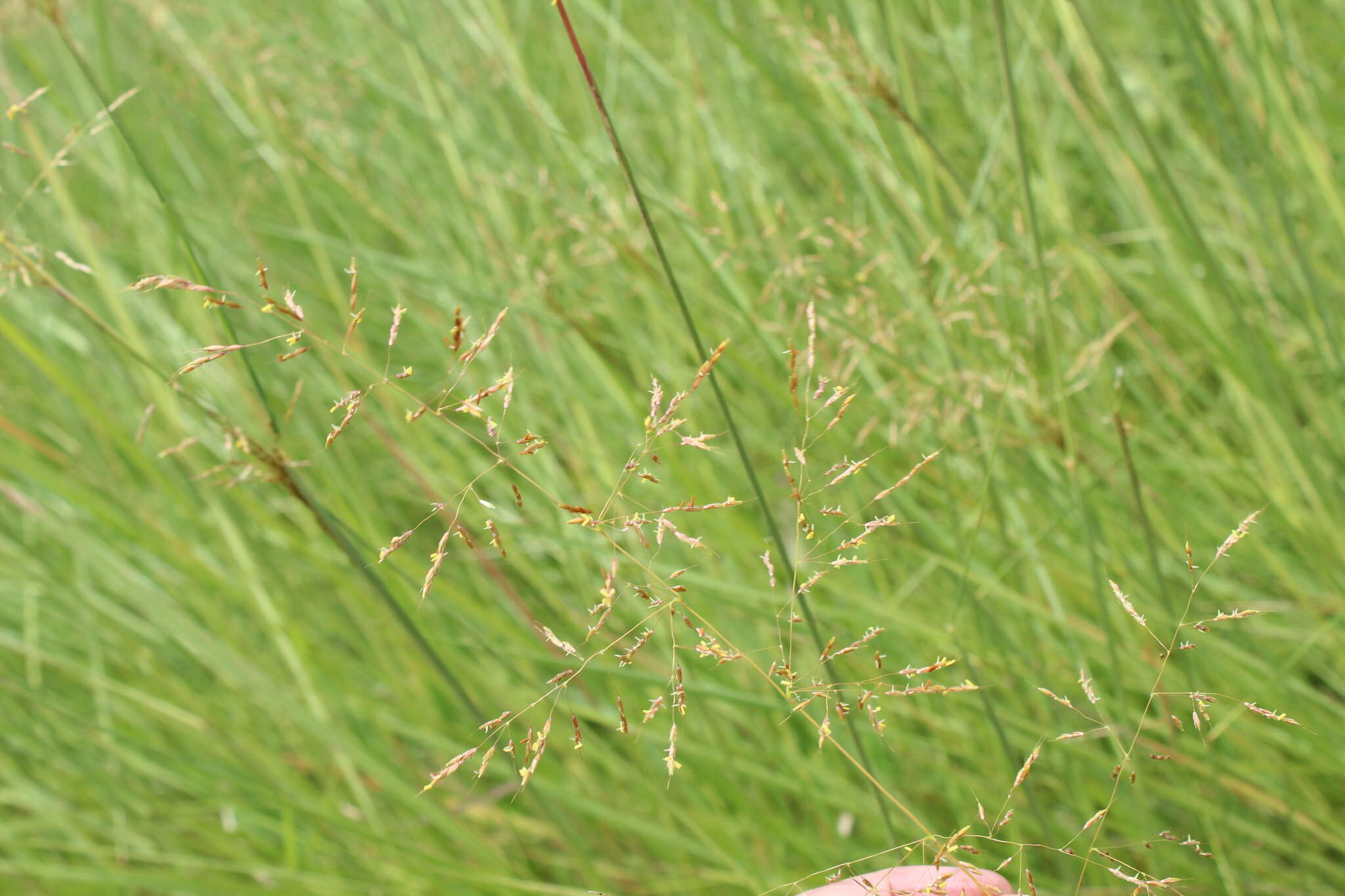 Image of sandysoil Indiangrass
