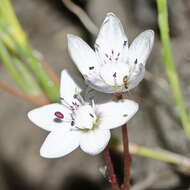 Image of <i>Crassula <i>capensis</i></i> var. capensis