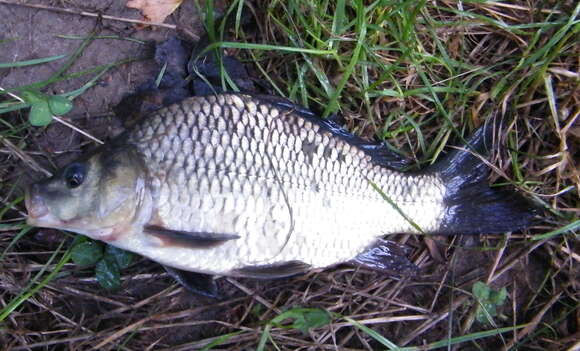 Image of Crucian Carp