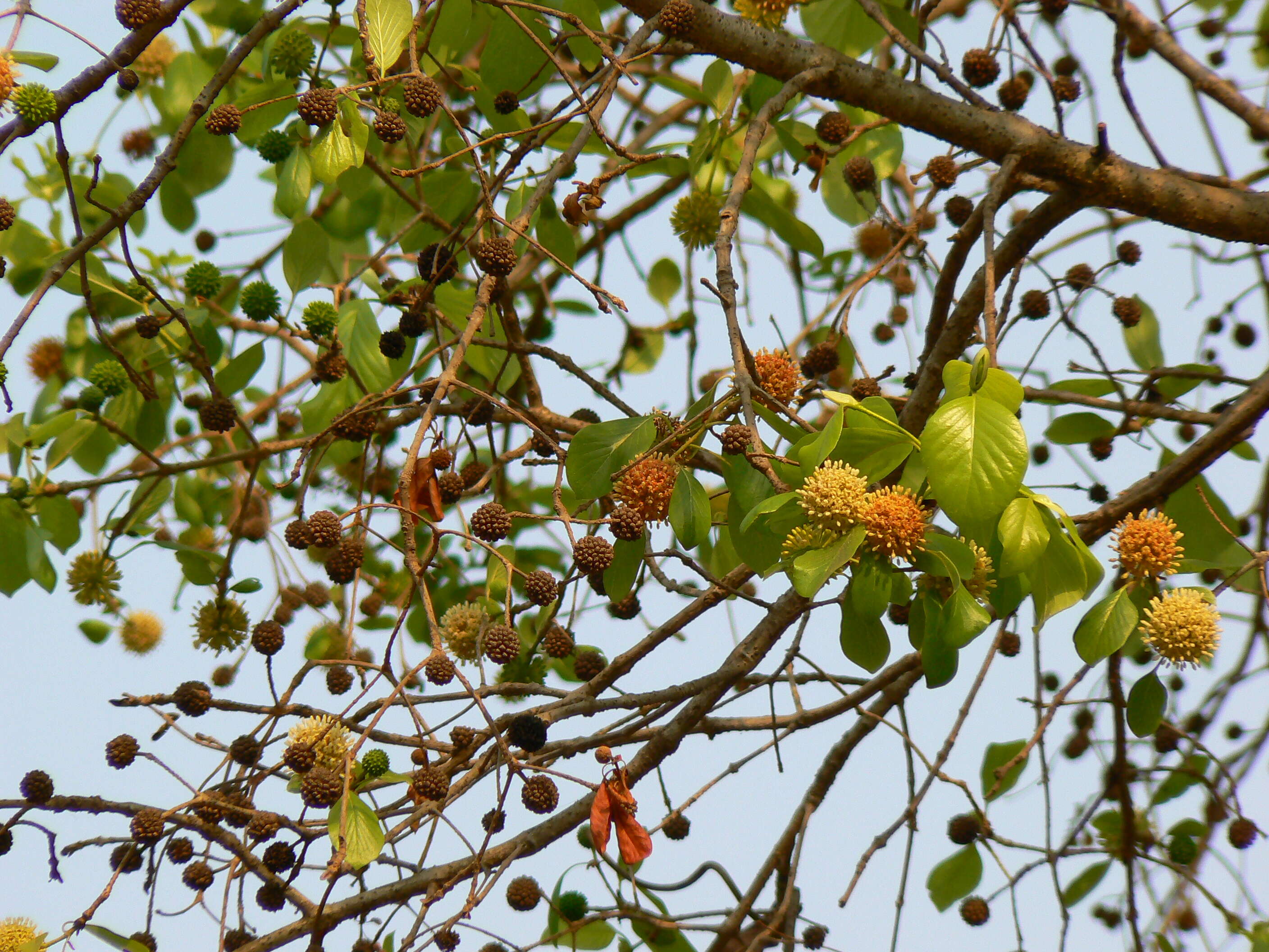 Image of Mitragyna parvifolia (Roxb.) Korth.