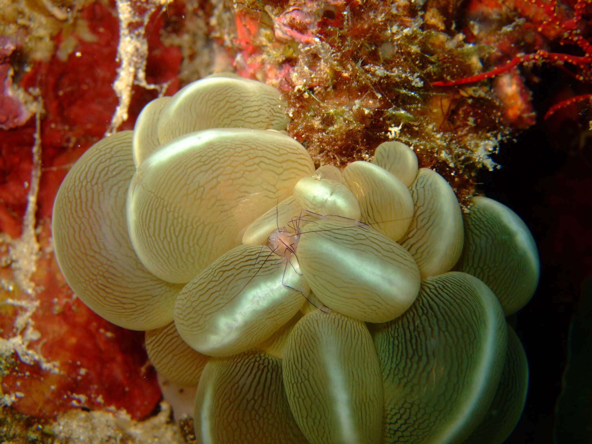 Image of Bubble coral shrimp