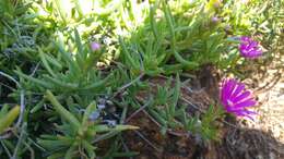 Image of Delosperma cooperi (Hook. fil.) L. Bol.