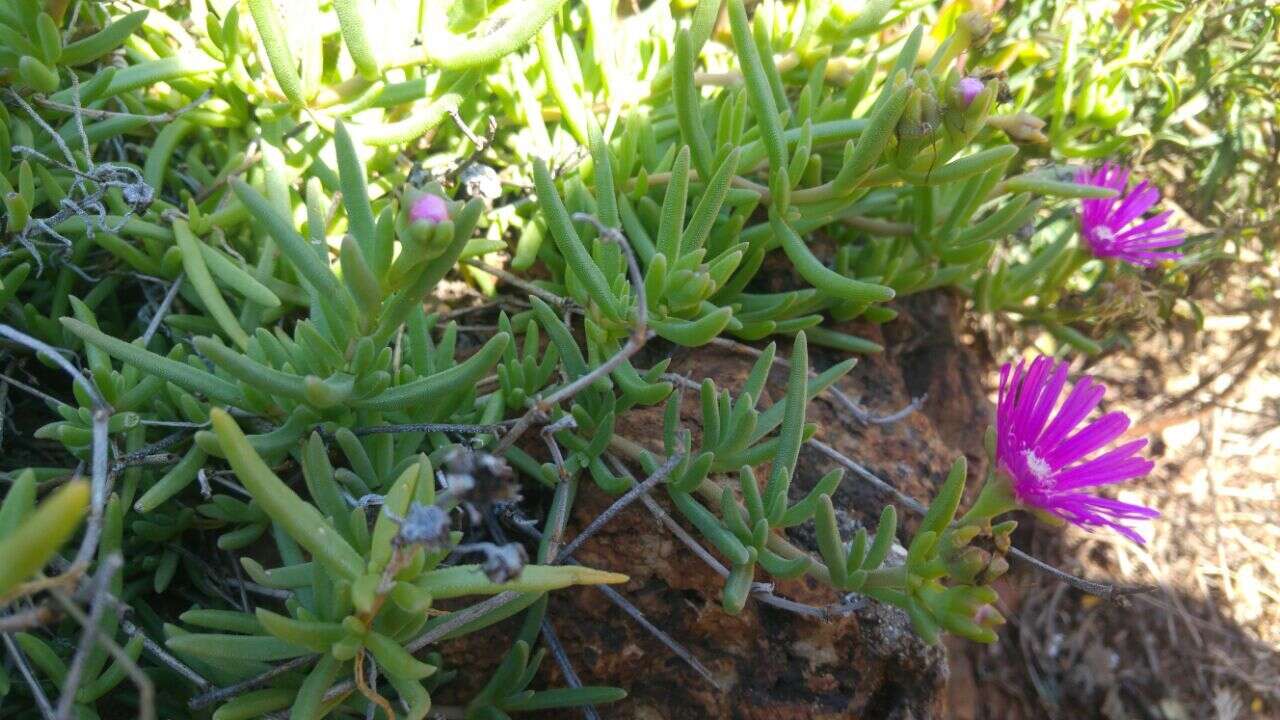 Image of Delosperma cooperi (Hook. fil.) L. Bol.