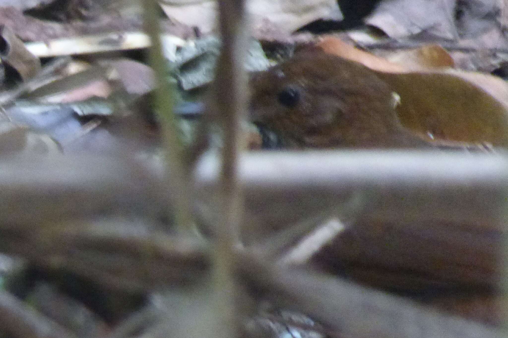 Image of Scaly-throated Leaftosser