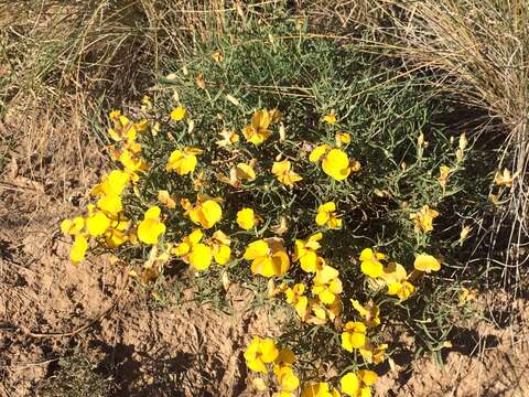 Image of Rocky Mountain zinnia