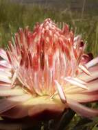 Image of Protea simplex E. Phillips