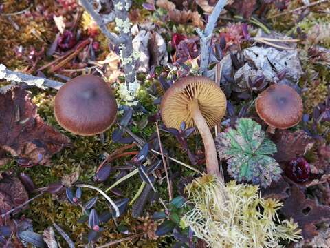 Image of Cortinarius tubarius Ammirati & A. H. Sm. 1972