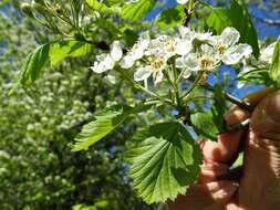 Image de Crataegus mollis (Torr. & Gray) Scheele