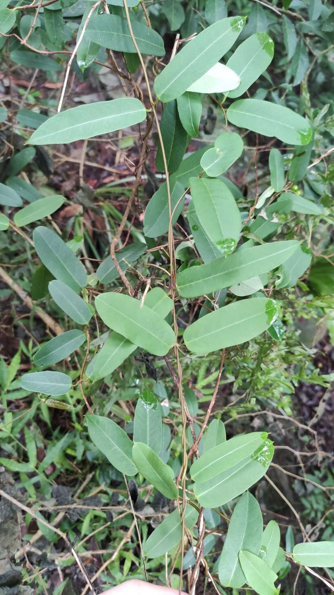 Image of Cryptolepis sinensis (Lour.) Merr.