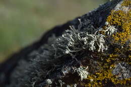 Image of Ramalina capitata (Ach.) Nyl.