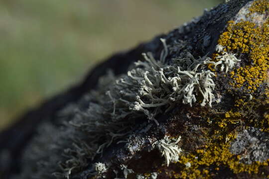 Image of Ramalina capitata (Ach.) Nyl.