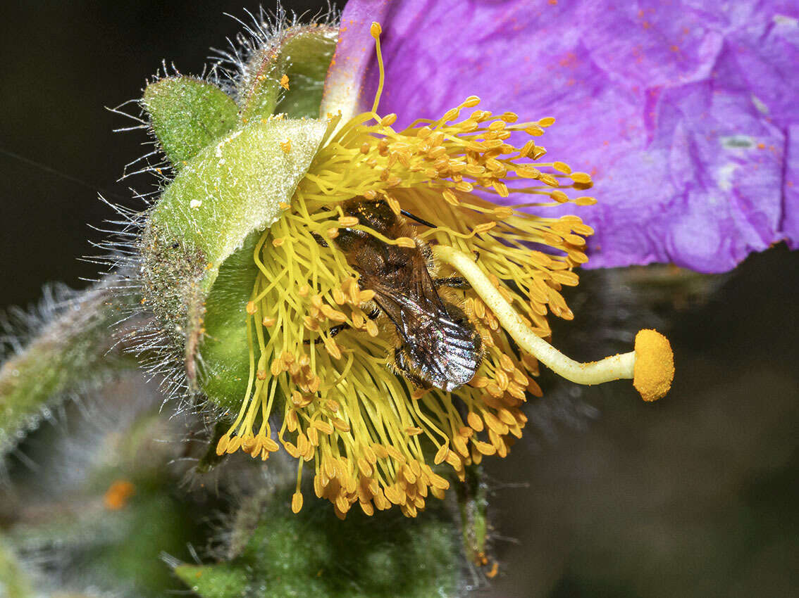 Image of Osmia niveata (Fabricius 1804)