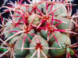 Image of Thelocactus bicolor subsp. heterochromus (F. A. C. Weber) Mosco & Zanov.