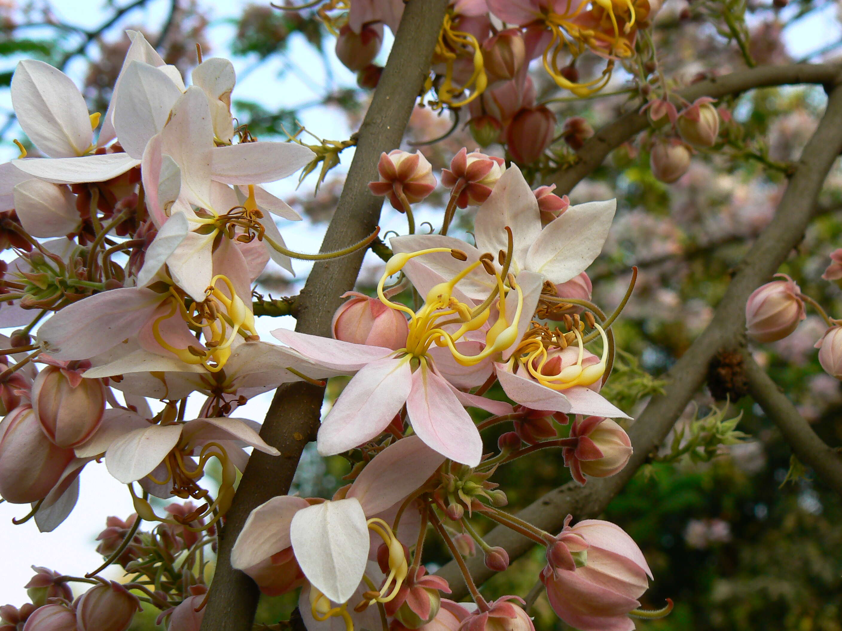 Image of Cassia bakeriana Craib