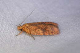 Image of Four-dotted Agonopterix