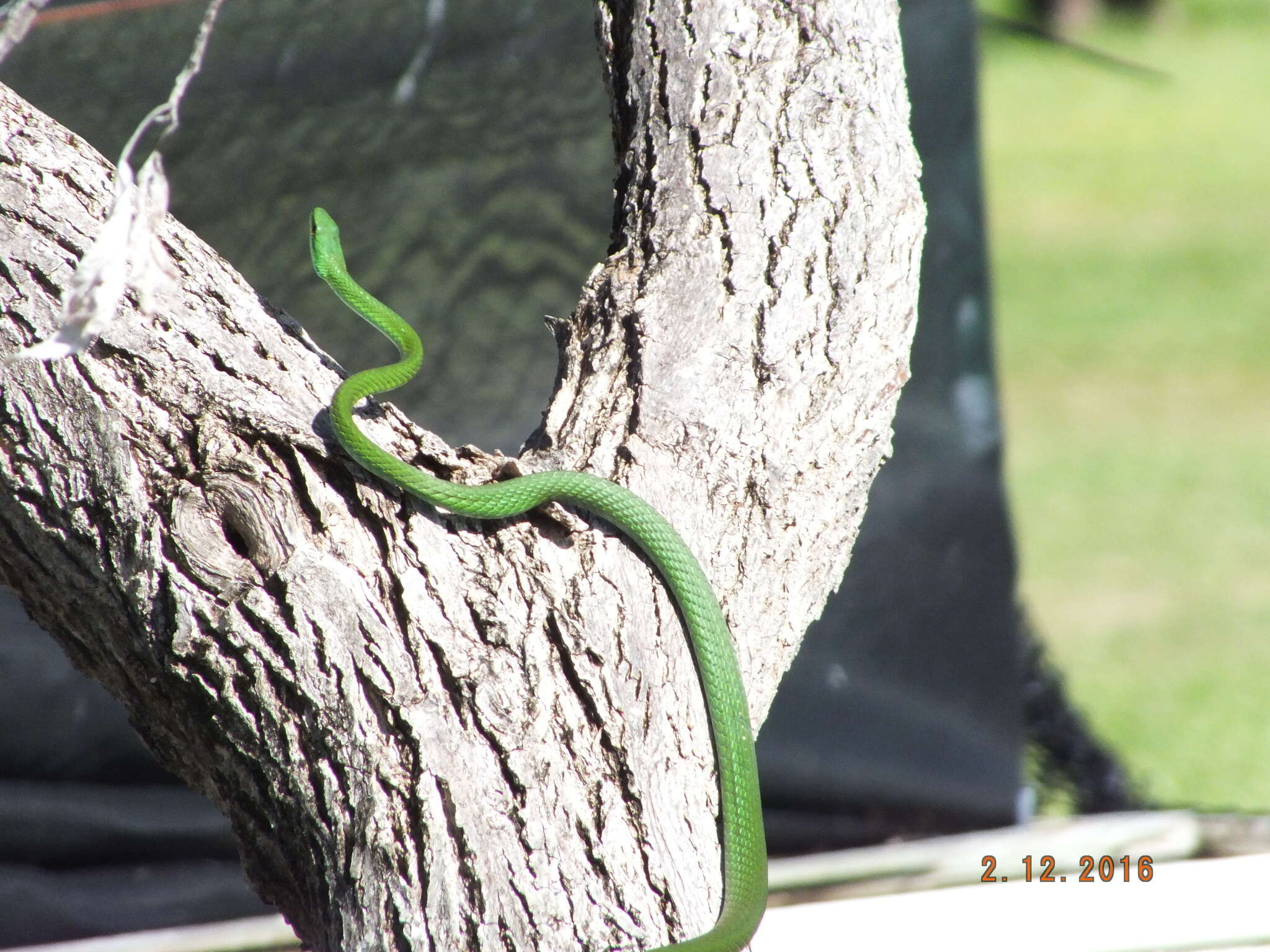 Leptophis mexicanus hoeversi Henderson 1976的圖片