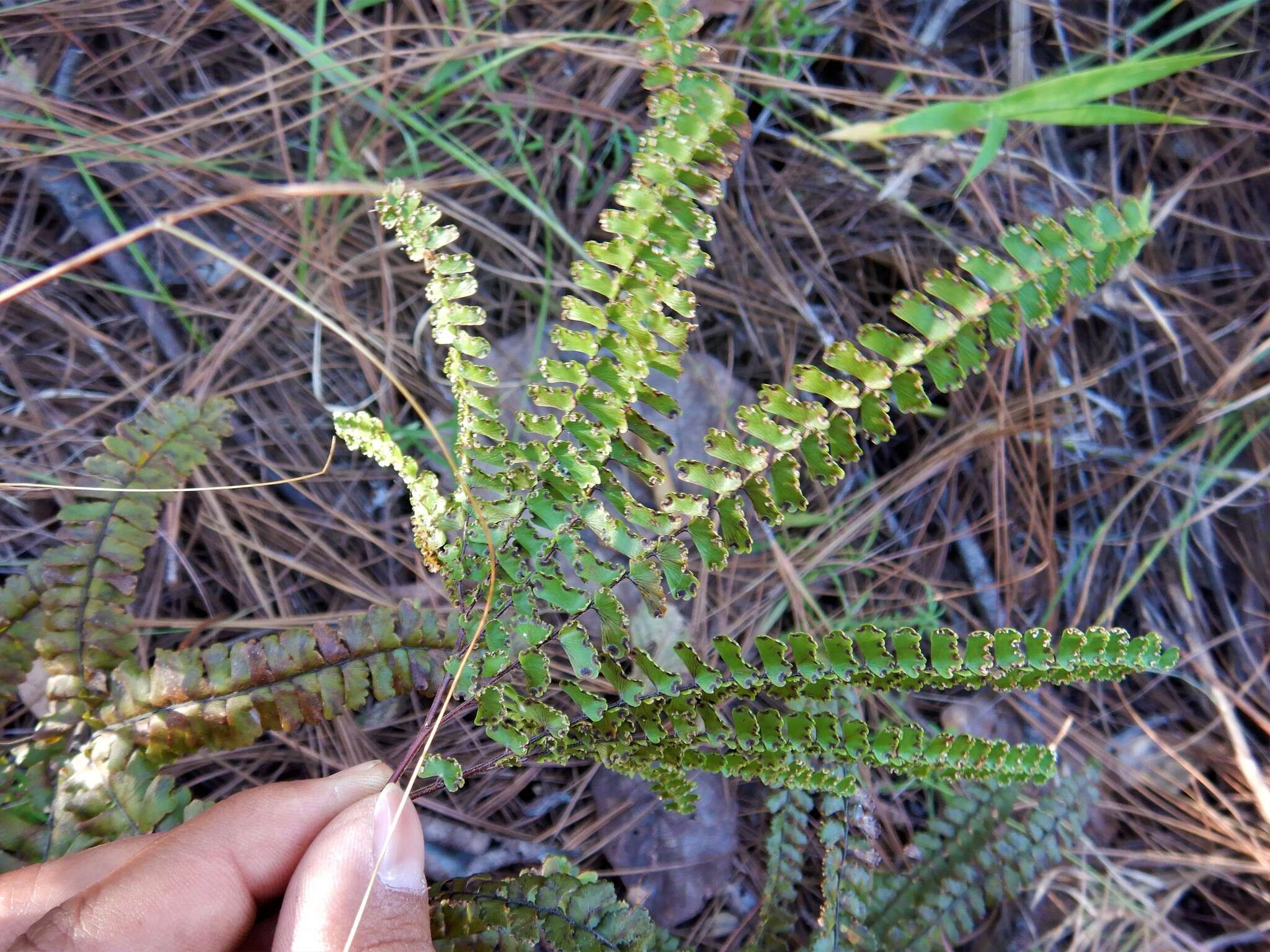 Image of Adiantum patens Willd.