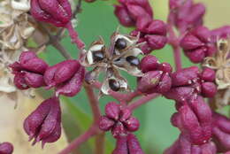 Image of bee-bee tree