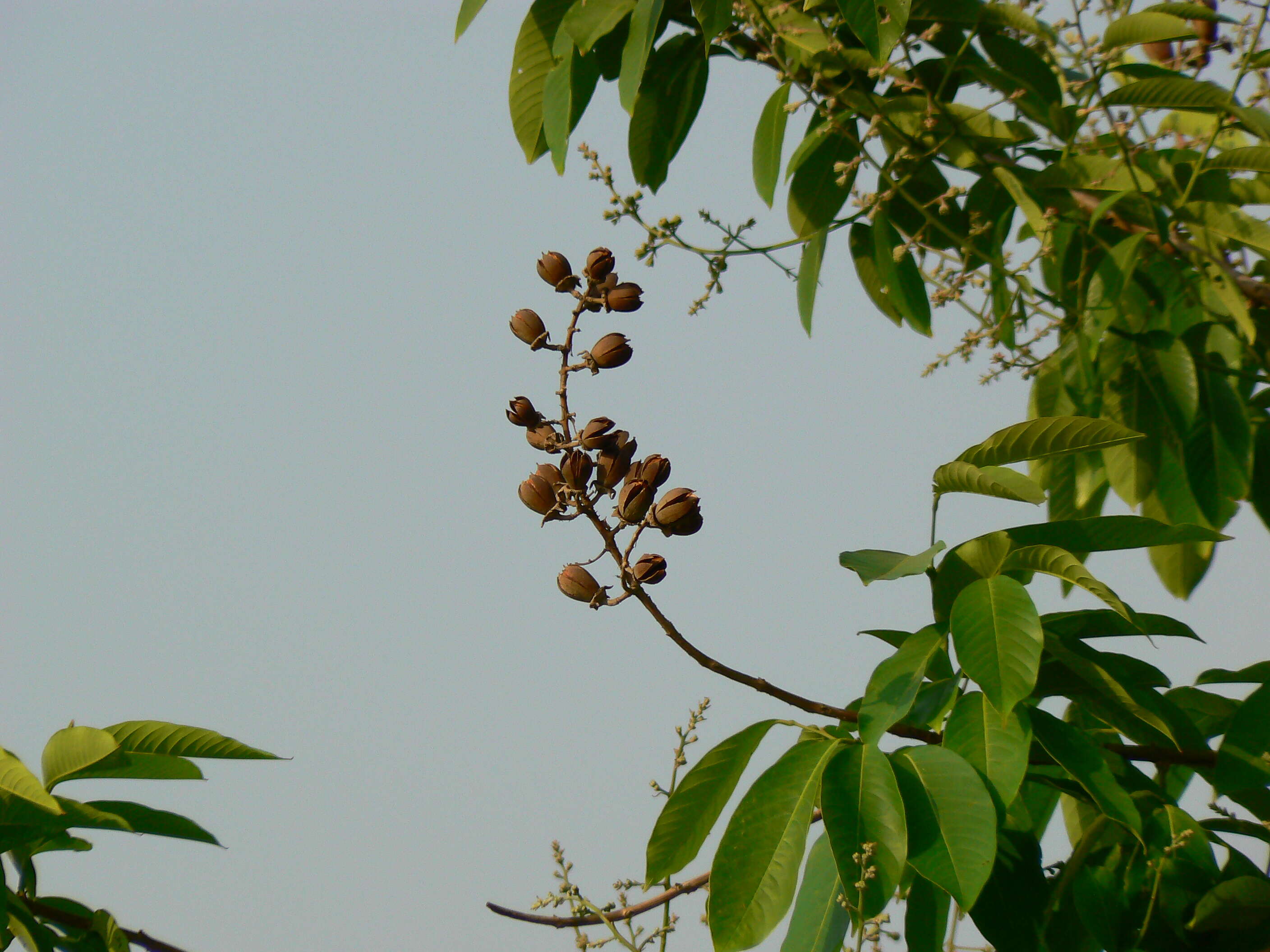 Image of lagerstroemia