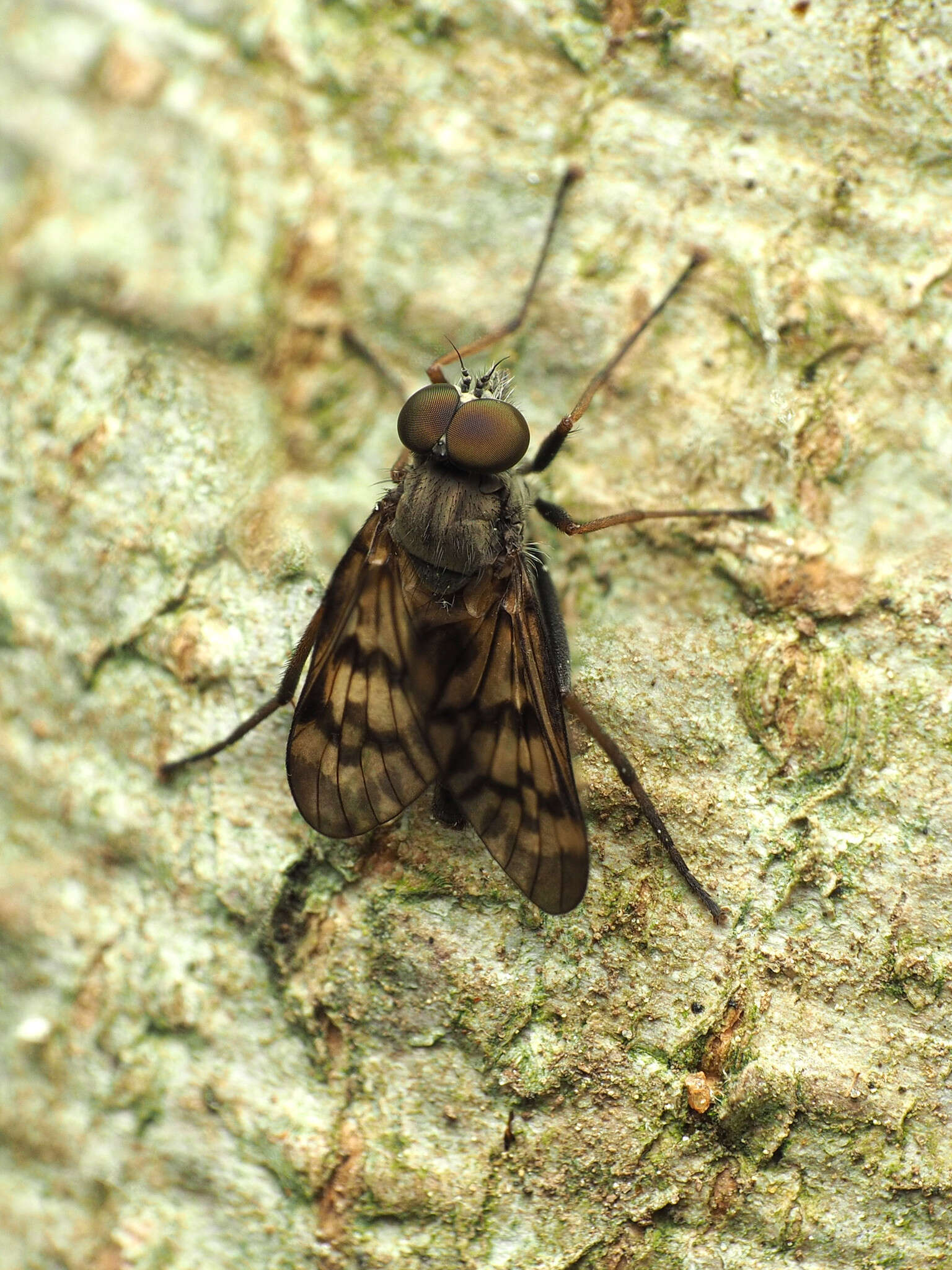 Image of Lesser Variegated Snipe Fly