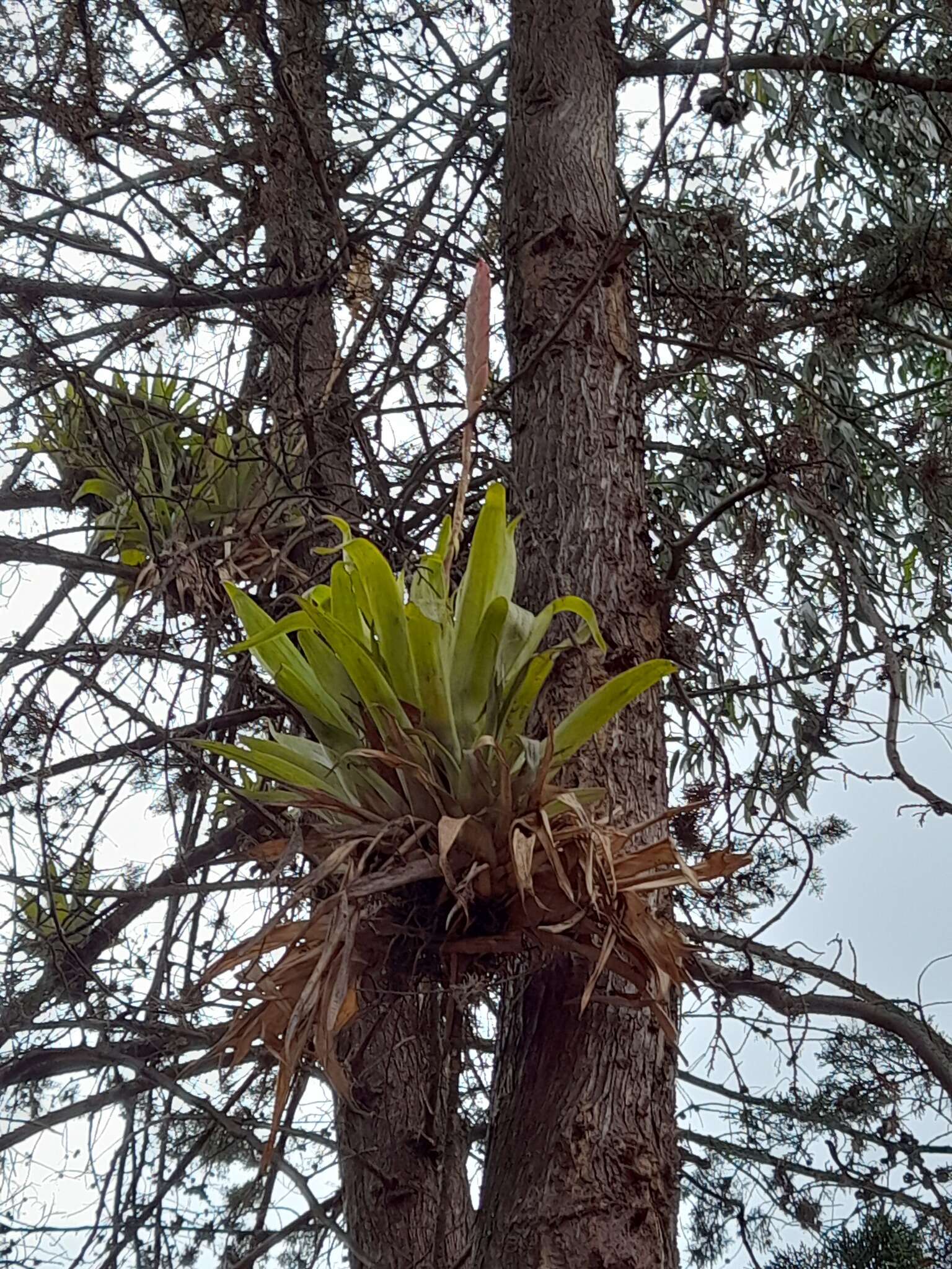 Imagem de Tillandsia walteri Mez