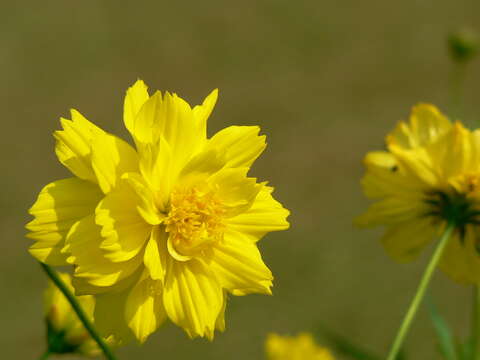 Image of sulphur cosmos