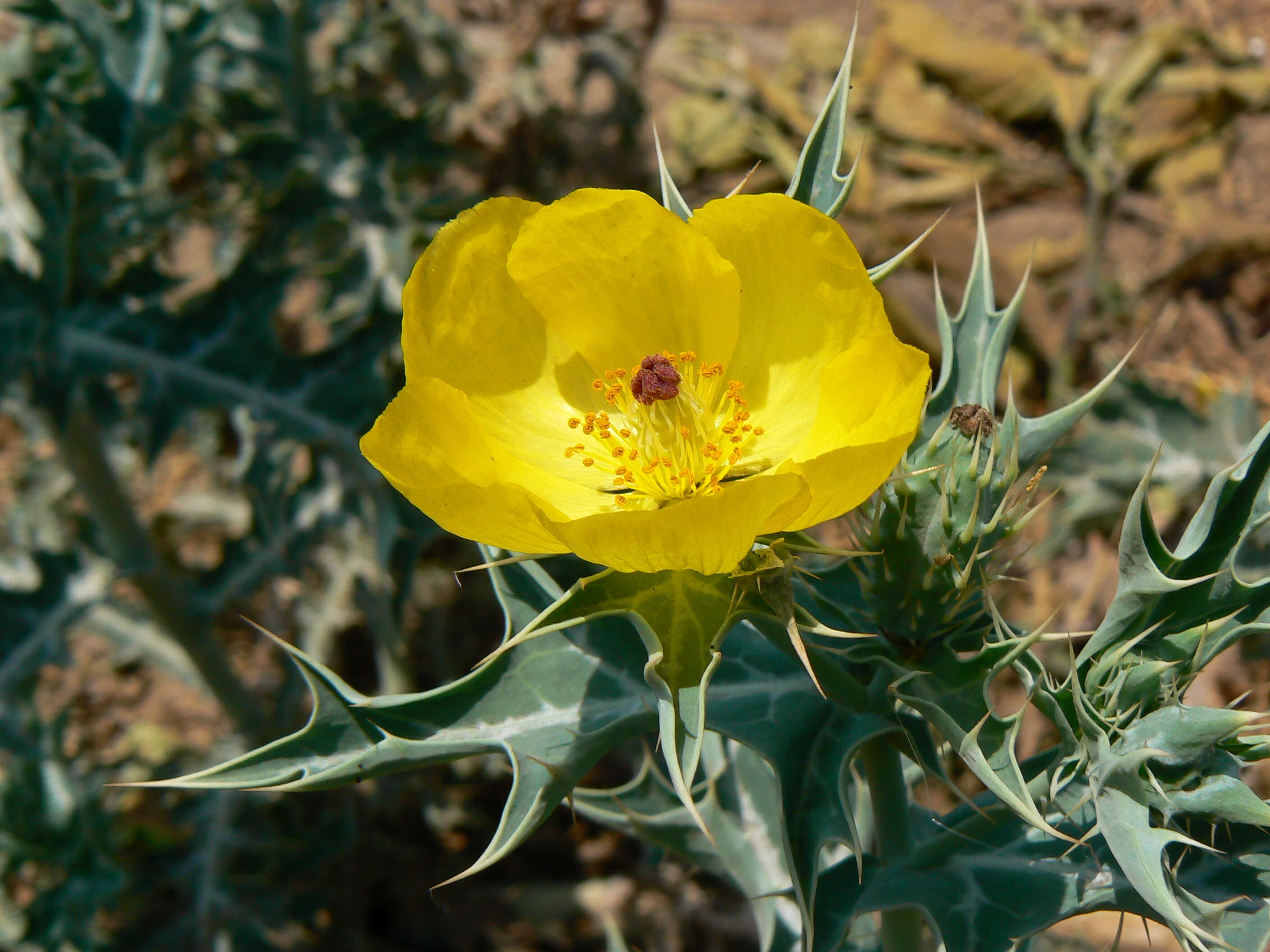 Image of Mexican pricklypoppy