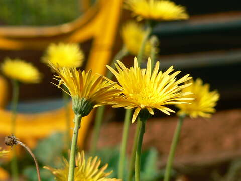 Image of Barberton daisy