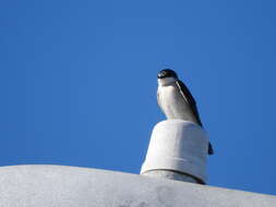 Image of Mangrove Swallow