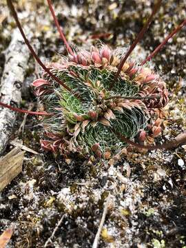 Image of Stylidium piliferum R. Br.