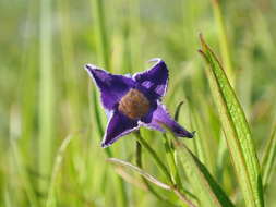 Imagem de Clematis socialis Kral