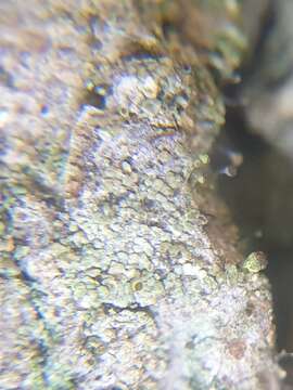 Image of needle lichen