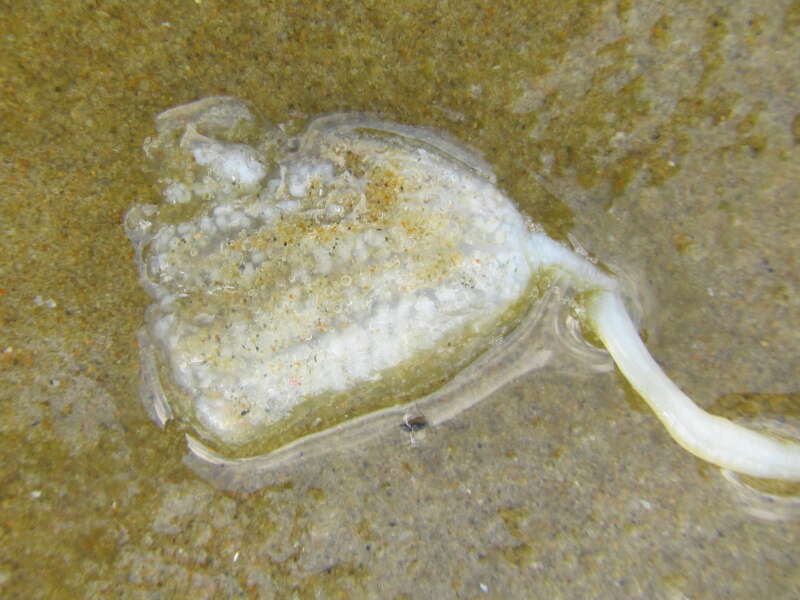 Image of Sycozoa sigillinoides Lesson 1830