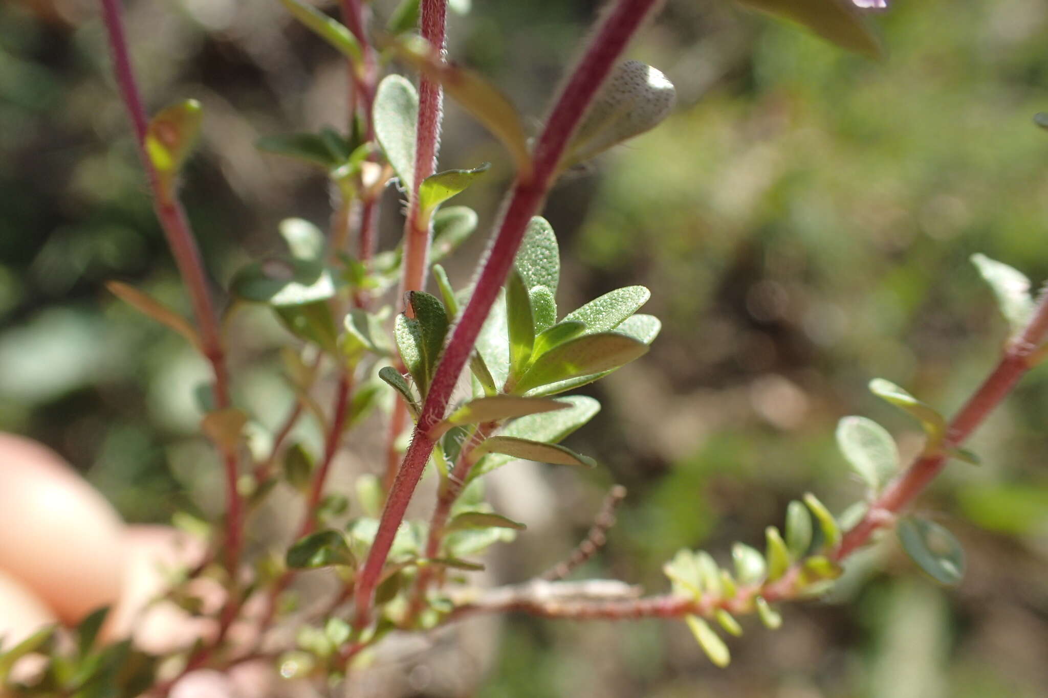 Thymus longicaulis C. Presl resmi